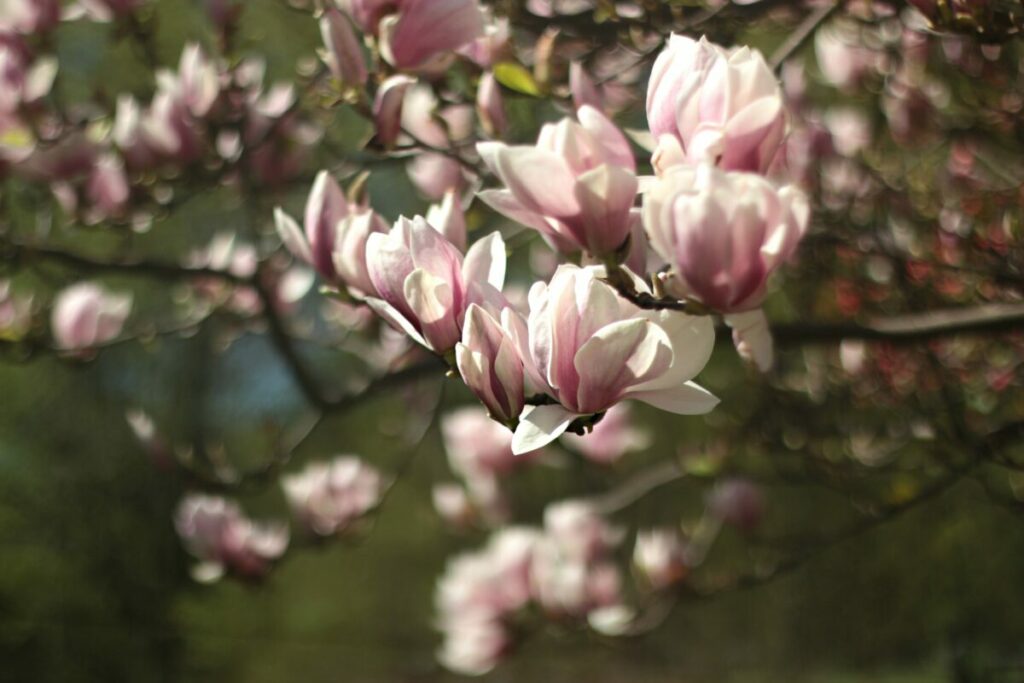 Morgan Taylor Spring 2023 (‘Pure beauty’)